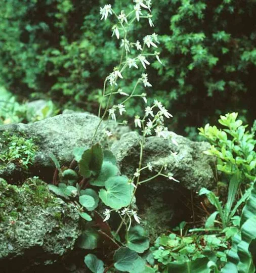 Saxifraga cuscutiformis