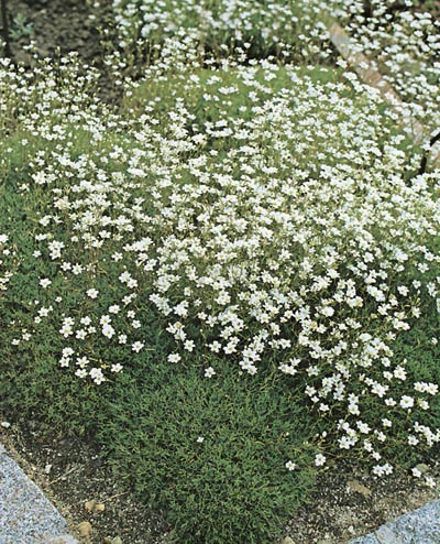 Saxifraga hypnoides