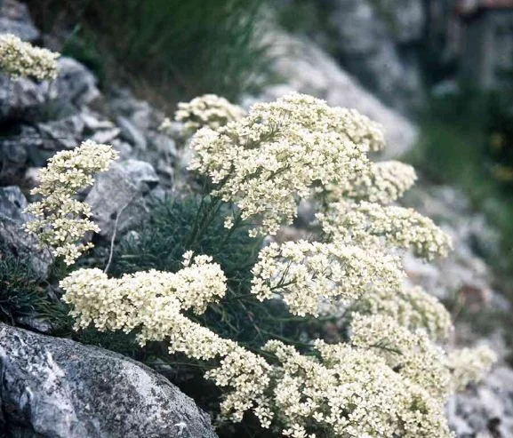 Saxifraga lantoscana