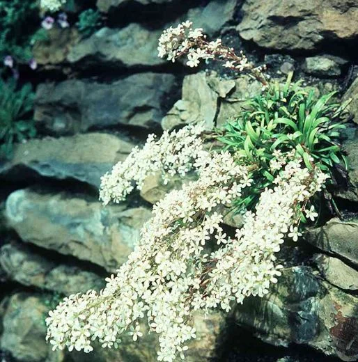 Saxifraga lingulata