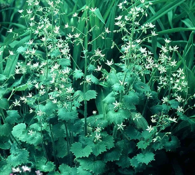 Saxifraga rotundifolia