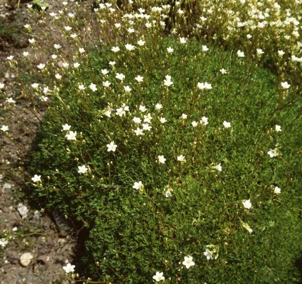 Saxifraga trifurcata
