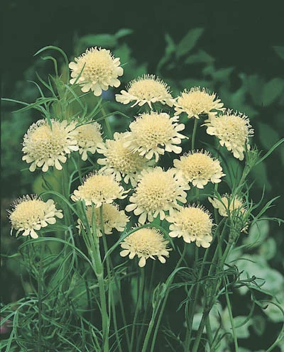 Scabiosa ochroleuca