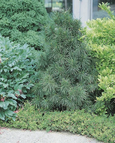 Sciadopitys verticillata