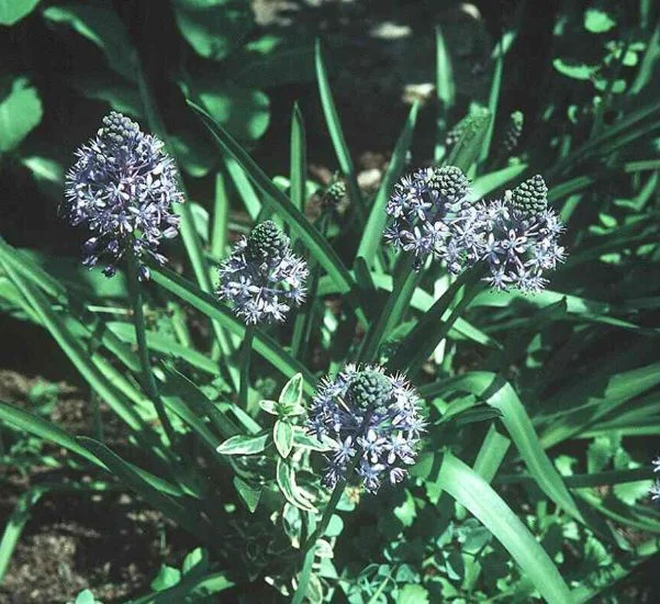 Scilla amethystina
