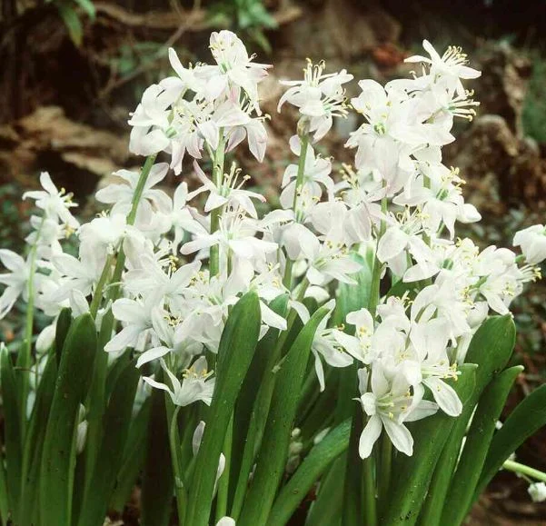 Scilla mischtschenkoana
