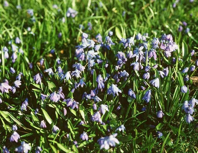 Scilla siberica