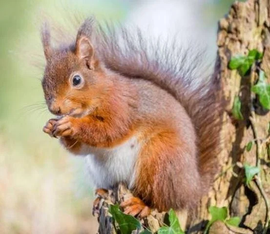Sciurus vulgaris