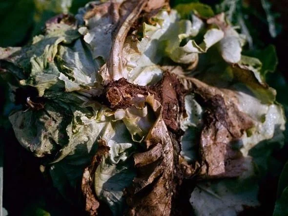 Sclerotinia Sclerotiorum