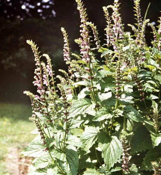 Scutellaria altissima