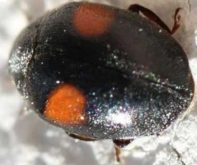Scymnus apetzi