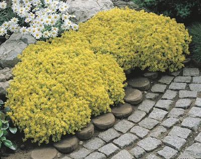 Sedum acre