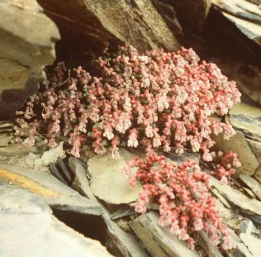 Sedum dasyphyllum