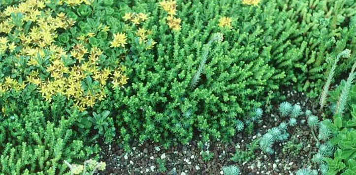 Sedum elegans