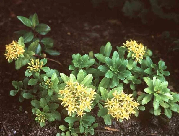 Sedum ellacombianum