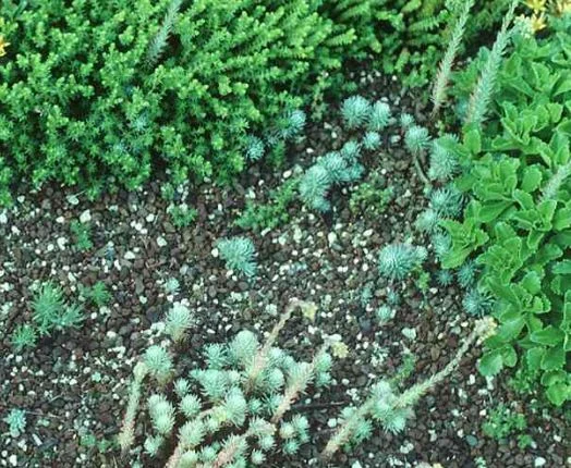 Sedum forsterianum