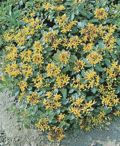 Sedum kamtschaticum