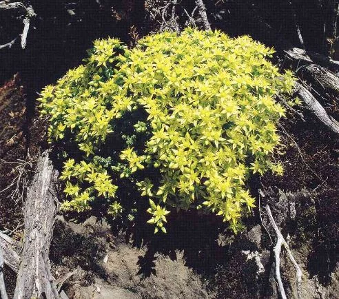 Sedum krajinae