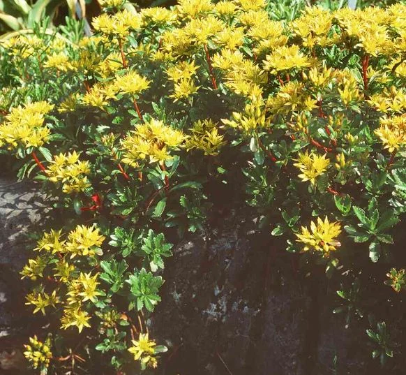 Sedum middendorffianum