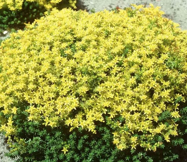 Sedum mite