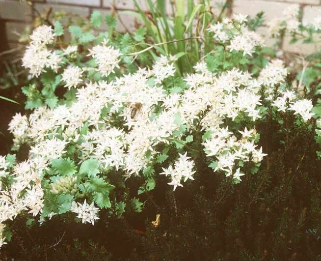 Sedum populifolium