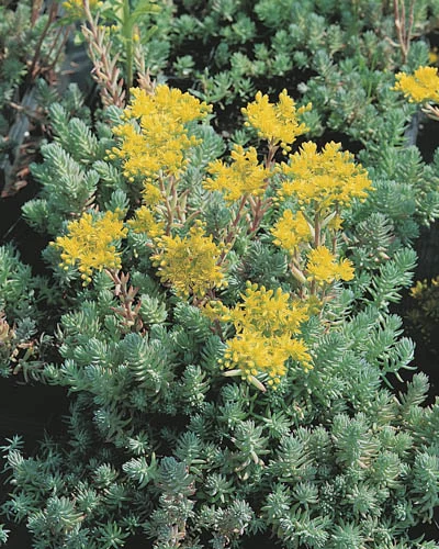 Sedum reflexum