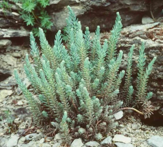 Sedum rupestre