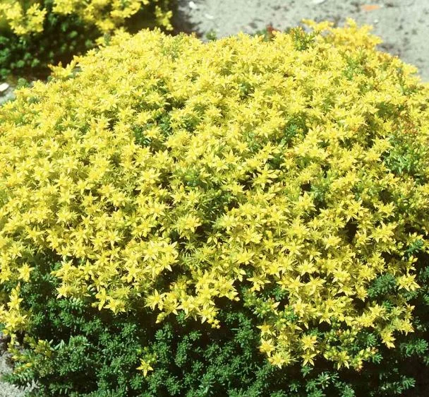 Sedum sexangulare