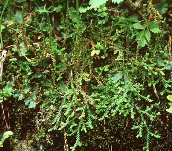 Selaginella helvetica