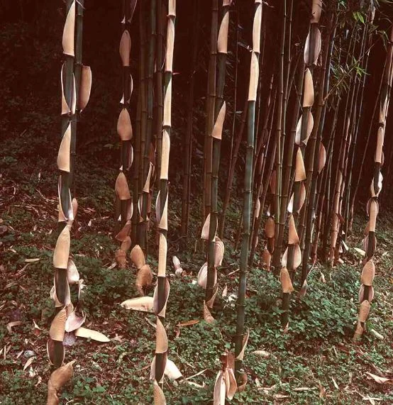 Semiarundinaria fastuosa