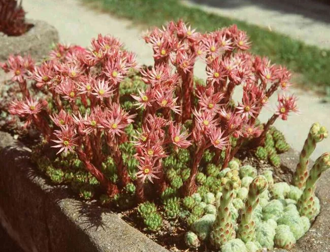 Sempervivum alpestre