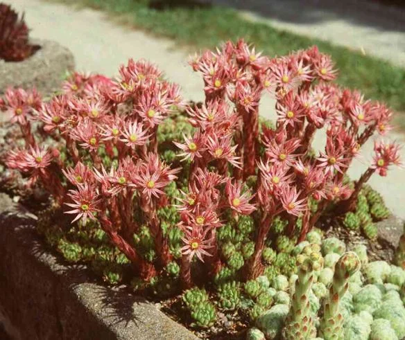 Sempervivum anomalum