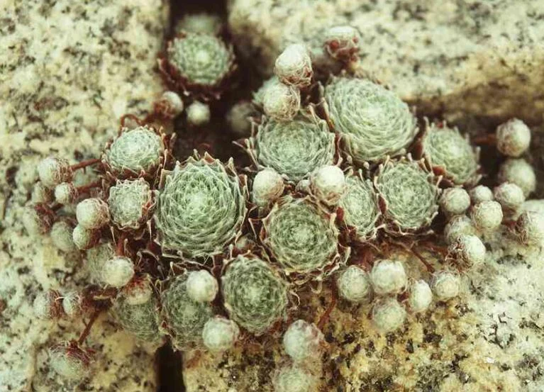 Sempervivum arachnoideum subsp.  tomentosum