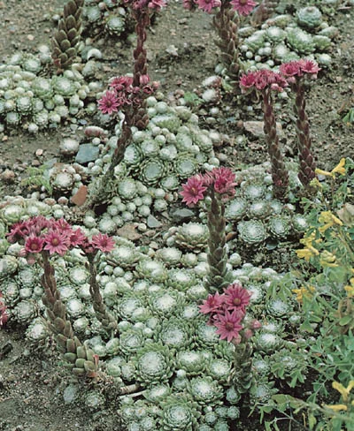 Sempervivum arachnoideum