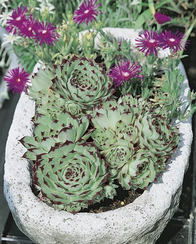 Sempervivum calcareum