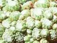 Sempervivum doellianum
