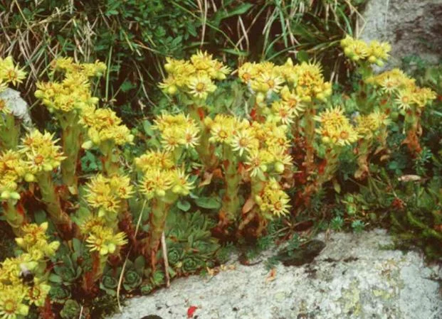 Sempervivum grandiflorum