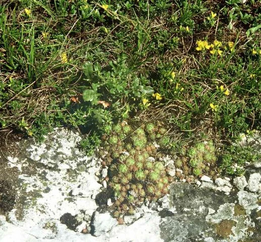 Sempervivum hirtum