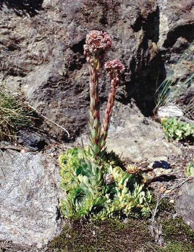 Sempervivum juratense