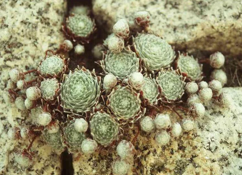 Sempervivum laggeri