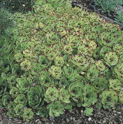 Sempervivum tectorum