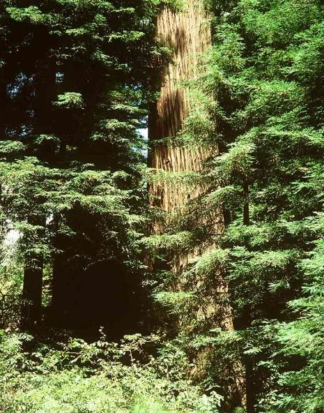 Sequoia sempervirens