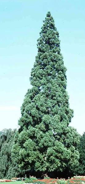 Sequoia wellingtonia