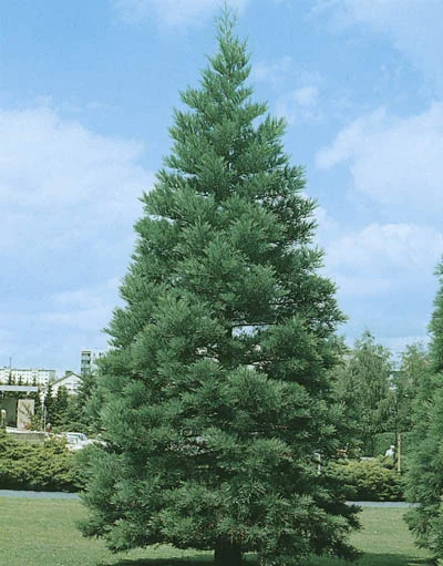Sequoiadendron giganteum