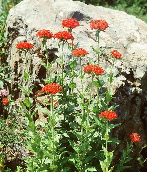Silene chalcedonica