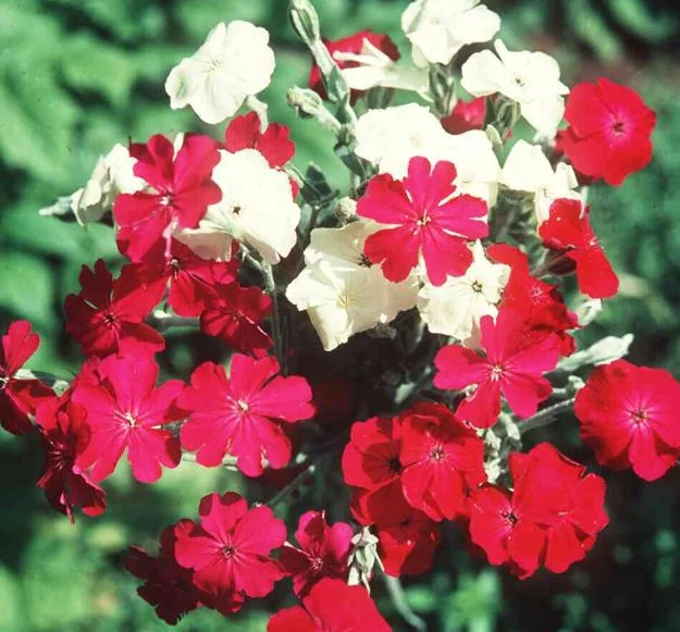 Silene coronaria