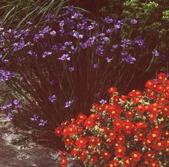 Sisyrinchium anceps