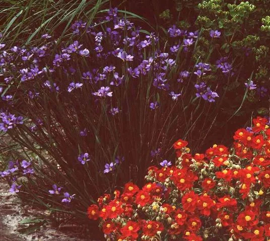 Sisyrinchium angustifolium