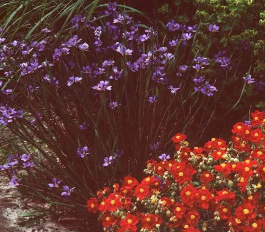 Sisyrinchium gramineum