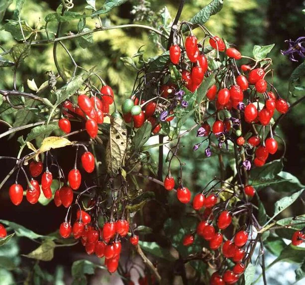 Solanum dulcamara